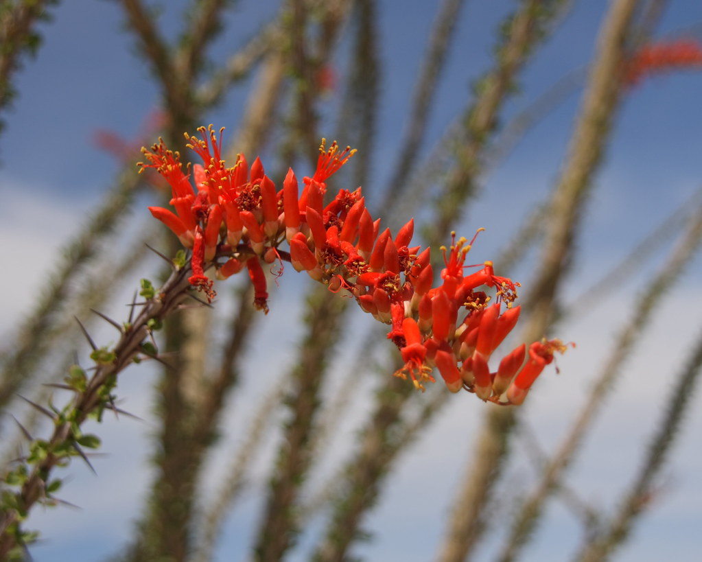 Sterling Silver & Authentic Turquoise – Ocotillo